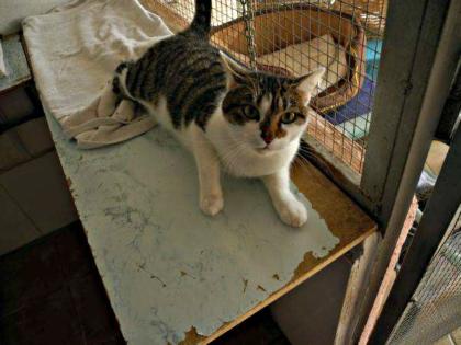 Fido - Verschmuster Katzenkumpel mit großem Herz für seine Menschen