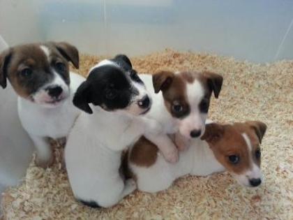 Energetische Jack-Russell-Terrier Welpen für Rehoming.