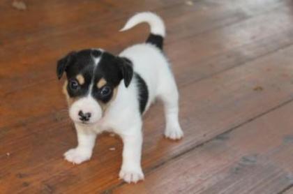 Jack-Russell-Terrier Welpen für