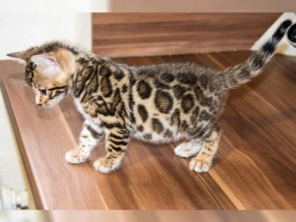 Reinrassige Bengal Katzen Kitten mit Stammbaum.