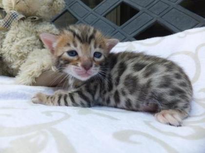 Traum-Katerchen F5 Bengal