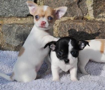 Reinrassig Chihuahua 12 wochen alt.