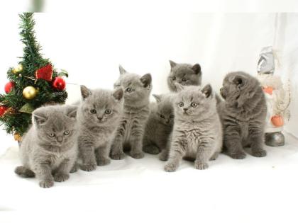 BKH Kitten aus liebevoller Hobbyzucht