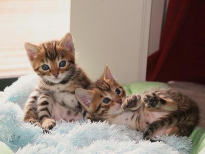 Zwei sehr schöne Bengalkitten, ein Kätzchen und ein Katerchen