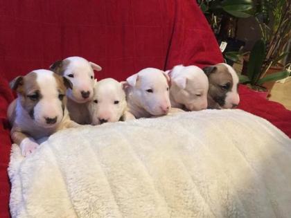 Miniature Bullterrier Welpen reinrassig Schwarz Weiß Braun Gestromt