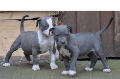 American Pit Bull Terrier Welpen zu verkaufen