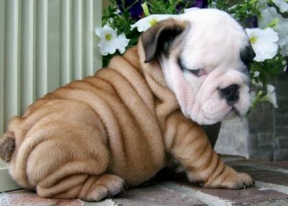 Wundersch ne Englisch Bulldoggen Welpen