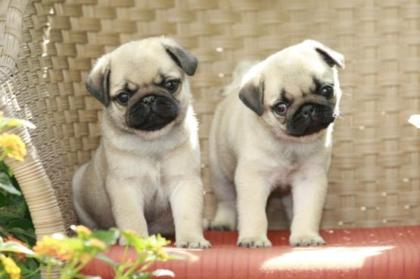 Mini Mops Welpen Mädchen und Rüden