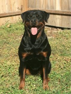 Deutsche Rottweiler Welpen