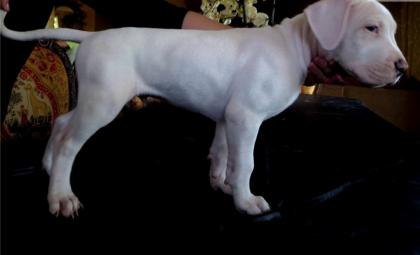 3 Dogo Argentino welpen FCI Papiere. Profiossienele dogo zucht