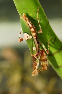Biete Blütenmantis - Creobroter urbanus