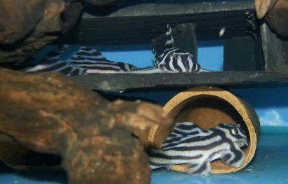 Qualität L046 Zebra Plecos Zu Verkaufen - Wels