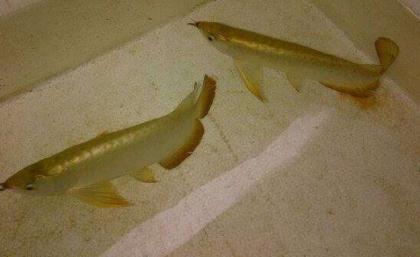 Qualität Arowana Fische jetzt verfügbar