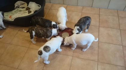 OEB Old Englisch Bulldog/Bulldoggen Welpen mit Ahnentafel