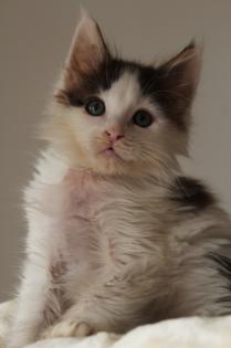 Poly Maine Coon Katerchen
