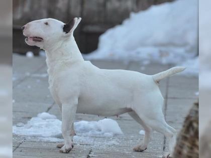 Miniatur Bullterrier Welpen zeitweise abzugeben