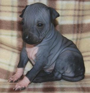 Schöne American hairless terrier Welpen VertraglichPreis