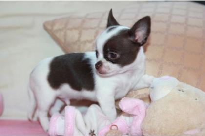 Schöne männliche Chihuahua Welpen ein neues Zuhause suchen. whatsapp 491514567