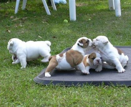 Traumhafte Englisch Bulldoggen-Welpen