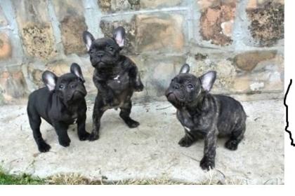 Qualität schön Französische Bulldoggen Welpen zu verkaufen