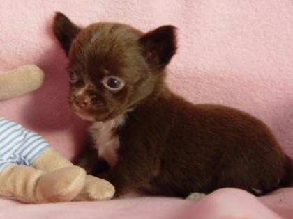 Chihuahuawelpen mit VDH / FCI - Papieren whatsapp 4915145672158