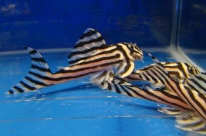 Nettes L046 Zebra pleco