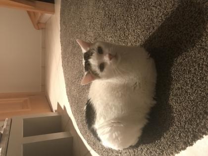 Katzensitter für diabeteskranke Katze gesucht