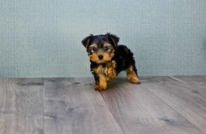 Yorkshire Terrier Welpen mit Papieren