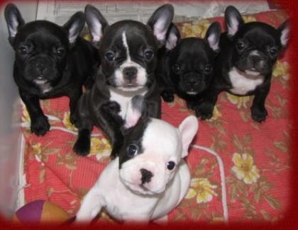 Französische Bulldoggen Welpen mit Ahnentafel -deutsche Zucht-Whatsapp 491514