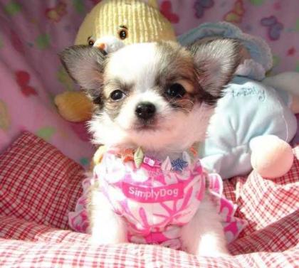 Traumhaft schöne Chihuahua Welpen
