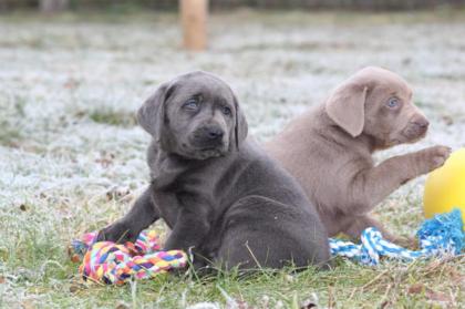Wunderschöne Labradorwelpen -silber und braun