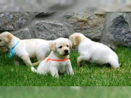 Bildschöne reinrassige Labrador Welpen zu verkaufen