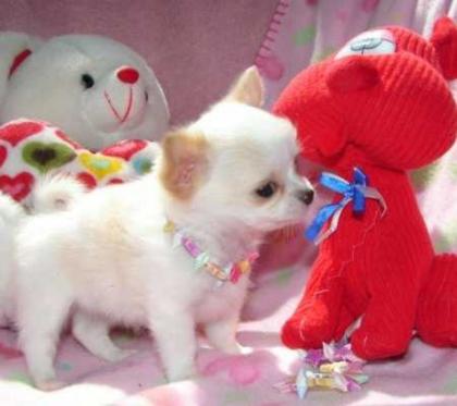 Zuckersüße Reinrassige Mini-Lang und Kurzhaar Mini Chihuahua welpen sucht ein zu