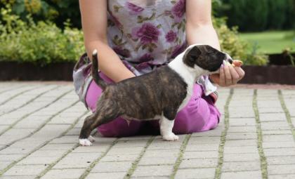 Wunderschönen Reinrassiges Miniature Bull-Terrier-Welpen sucht neue Familie,
