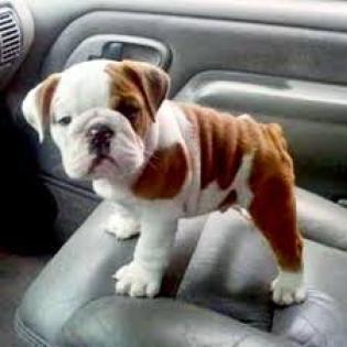 Englisch Bulldogge Welpen zur Verfügung