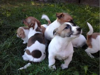 Schöne Jack Russell Welpen Whatsapp 4915145672158