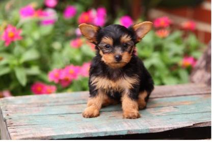Yorkshire Terrier Welpen mit Papieren