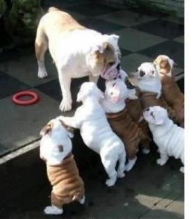 Englisch Bulldogge Welpen mit Stammbaum