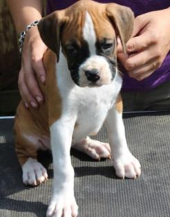 Dreifarbige Boxer Welpen