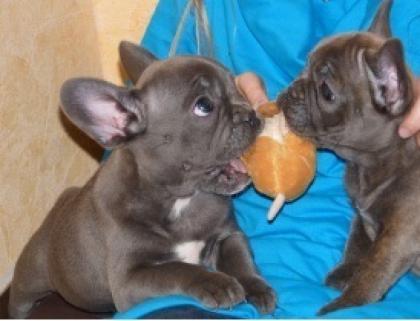 Französische Bulldogge Welpen in seltenen Farben Whatsapp 4915145672158