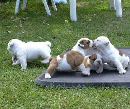 Englische Bulldogge Welpen mit papieren Whatsapp 4915145672158