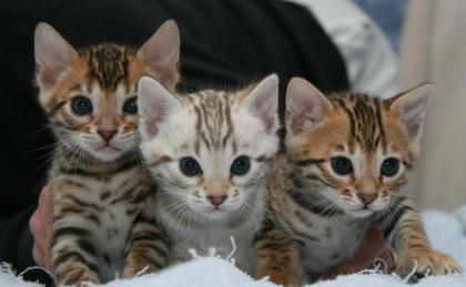 Reinrassige bengal Kitten zu verkaufen