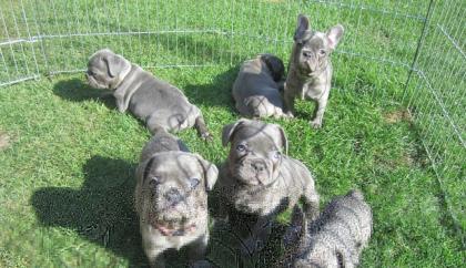 Französische Bulldogge Welpen Blue/Blau mit Papieren