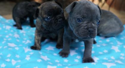 Französische Bulldogge Welpen Blau Rüde