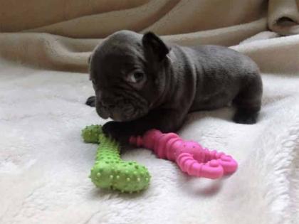 Französische Bulldoggen welpen