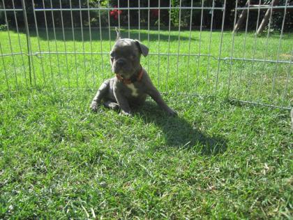 Süße Französische Bulldogge Welpe