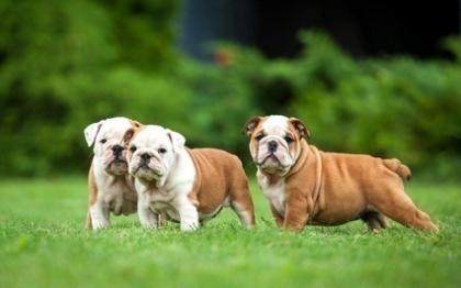 Englische Bulldogge 11 Wochen alt