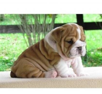 Englische Bulldogge mit Stammbaum