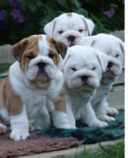 Englisch Bulldog - 4 Jungen und 1 Mädchen