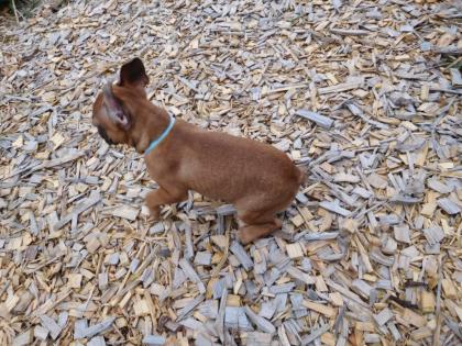 Französische Bulldogge Rüde mit Chip und Pass